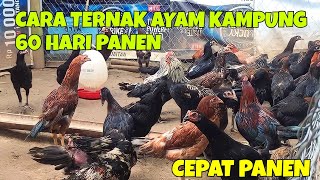 CARA TERNAK AYAM KAMPUNG 60 HARI PANEN [upl. by Eseenaj301]