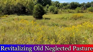 Revitalizing old neglected pasture [upl. by Oguh367]