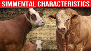 🔴 SIMMENTAL CATTLE Characteristics ✅ Biggest Bulls And Cow [upl. by Jansen]