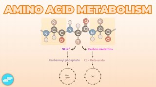 Amino Acid Metabolism [upl. by Pickens]