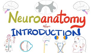 Introduction to Neuroanatomy  Learn the Basics  Neuroanatomy Playlist [upl. by Ainahpets]