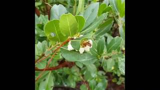 LArbousier  Arbre Fruitier Sauvage Du Midi  The Arbutus Wild Fruit Tree Of The South [upl. by Muffin]