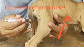 COMO APLICAR POTENAY EM FILHOTE DE CACHORRO APLICAR VACINA INTRAMUSCULAR EM FILHOTE [upl. by Asilanna469]