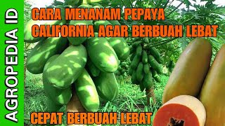 CARA MENANAM PEPAYA CALIFORNIA AGAR CEPAT BERBUAH LEBAT [upl. by Jennee]