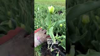 How to harvest tulips as a cut flower [upl. by Harad]