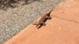 On the hunt Bungarra lizard WA Australia [upl. by Atirehs]