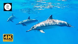 🌊 💙 Beautiful Sounds of Dolphins amp Whales  Meditative Nature Sounds for Harmony amp Deep Sleep 4K [upl. by Wolford]