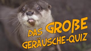 Geräusche gesucht Welche Tierstimmen suchen wir [upl. by Rj]