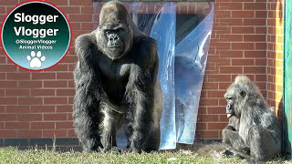 Gorilla Family at Twycross Zoo [upl. by Lewls87]