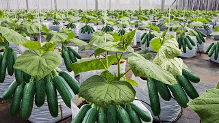 How To Grow 69 Millions Of Cucumbers In Greenhouse And Harvest  Modern Agriculture Technology [upl. by Nohtanoj]