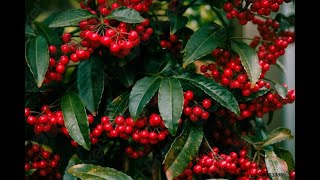 How to propagate Ardisia creneta Ardisia crenata is a very beautiful plants [upl. by Nisbet369]