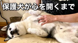 5歳の元保護犬が家族になるまでに乗り越えた事【大型犬との暮らし】 [upl. by Ydissak]