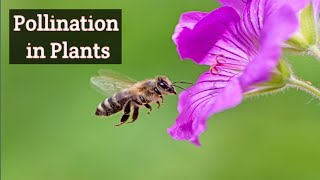 Pollination in Flowering Plants 3d Animation [upl. by Drews]