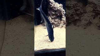 😱 khunkhar tiger Shark fish aquarium sharkfish [upl. by Mllly]