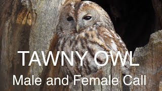 Tawny Owl Call from male and female owls Strix aluco One of the most common owls in europe [upl. by Hogan]