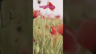 Remembrance Day Music Youtube 2024 2 Hours Music For Soothing Relaxation Peaceful Meditation [upl. by Lady]