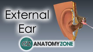 External Ear  Anatomy Tutorial [upl. by Goraud]