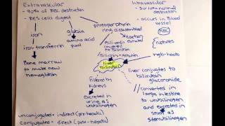 normal hemolysis [upl. by Nohshan920]