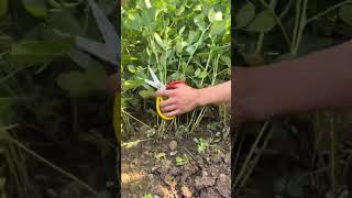 RT 89911168915115444599 mini rotary tillage and ridging allin one tree 🌲 short view rogatorshort [upl. by Silvestro]