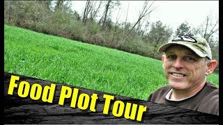 Food Plots for Deer Cheap Tractor Supply Oats Update [upl. by Engle]