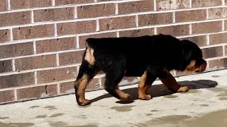 Rottweiler Puppies for Sale [upl. by Ramsey]