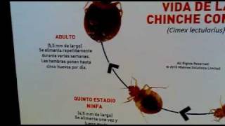 Ciclo Biologico de la Chinche [upl. by Hare]