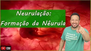 Neurulação Formação da Nêurula  Embriologia  Aula 6 [upl. by Peltier583]