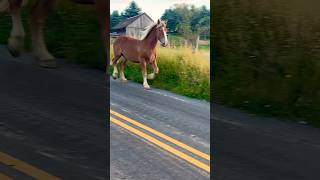 🐎🏃 neighbor’s horse yes he’s home safe now 😅 horse fyp shorts [upl. by Nena253]