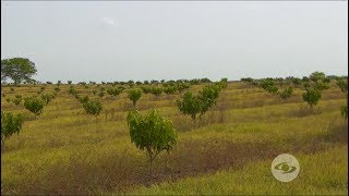 Manejo ecológico del cultivo de mango [upl. by Smaoht552]