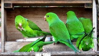 Periquitos verdes no comedouro  Brotogeris Tirica Plain Parakeet [upl. by Nnylireg]