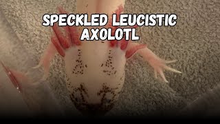 Speckled Leucistic Axolotl  All the Axolotl Breeds  Colors amp Morphs [upl. by Etnaud]