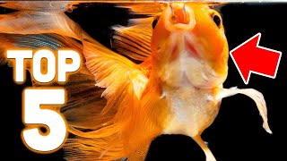 Top 5 Goldfish Foods [upl. by Craven]