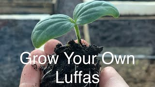 How to Sow Luffa Seeds [upl. by Aon851]