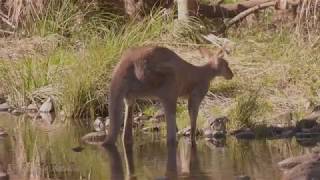 Eastern Grey Kangaroo Macropus giganteus ♂ [upl. by Sethrida524]