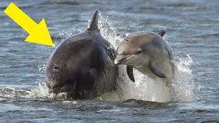 This Dolphin Mom Adopted a Baby From a Different Species [upl. by Mckeon]