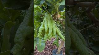 What IS this ALIEN looking fruit mybackyardgarden [upl. by Kovacs]