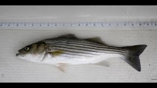 Striped Bass in Scarborough Marsh the Gulf of Maine and Beyond [upl. by Oric]