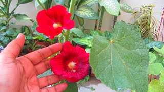 Few Tips To Make Hollyhock Plant Flower All Year [upl. by Annekim]