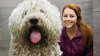 The LONGEST groom Ive EVER done  The Komondor Dog [upl. by Negroj]