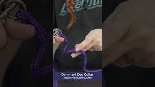 How to Use a Dominant Dog Collar [upl. by Neirda964]