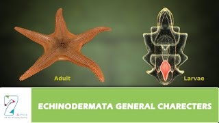 ECHINODERMATA GENERAL CHARECTERS [upl. by Ybbob312]