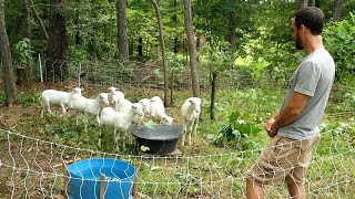 Sheep  My NEW Favorite Homesteading Animal [upl. by Reaht]