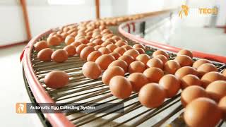 150000 laying henschicken house  Htype layer cage equipment egg poultry farm  RETECH Farming [upl. by Ahcsrop]