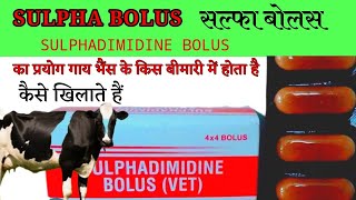 Sulpha bolus  Sulphadimidine bolus vet  Veterinary bolus गाय भैंस को कब देते हैं [upl. by Fendig]