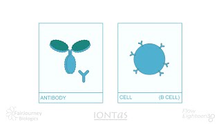 An Introduction to Antibody Phage Display [upl. by Doscher]