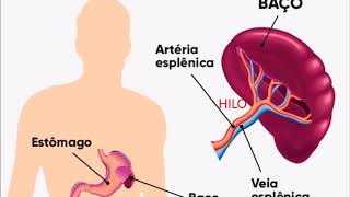 ANATOMIA E FISIOLOGIA DO BAÇO [upl. by Cibis435]