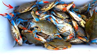 How to Catch Prep and Cook LIVE Blue Crabs [upl. by Risan235]