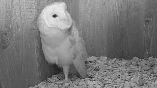 Mating Calls Why Do Barn Owls Make This Strange Noise  Live  Discover Wildlife  Robert E Fuller [upl. by Letram]