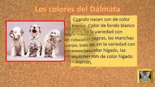 DALMATAS CACHORROS COLORES DEL DALMATACARRIAGE DOG [upl. by Olen311]