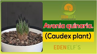 Avonia quinaria Caudex plant  Eden elfs [upl. by Minabe]